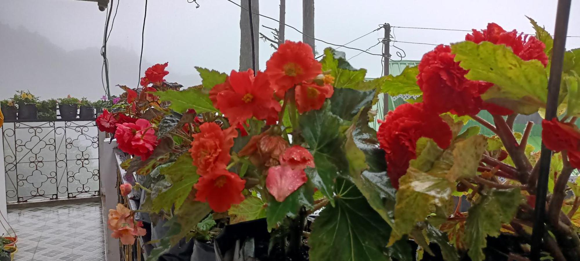 Tharbaling Homestay دارجيلنغ المظهر الخارجي الصورة